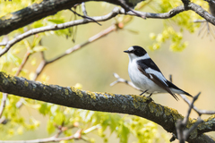 Ficedula albicollis