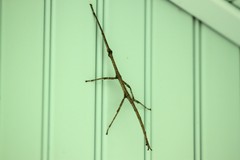 Phasmatinae