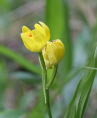 Cephalanthera falcata