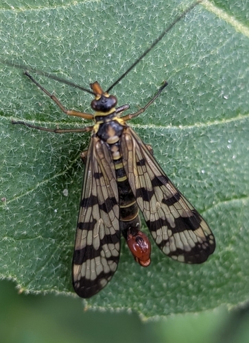 Meadow Scorpionfly