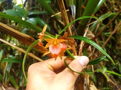Epidendrum arevaloi