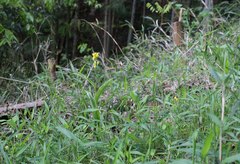 Cephalanthera falcata