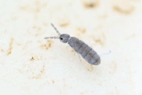 Desoria trispinata