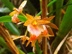 Epidendrum arevaloi