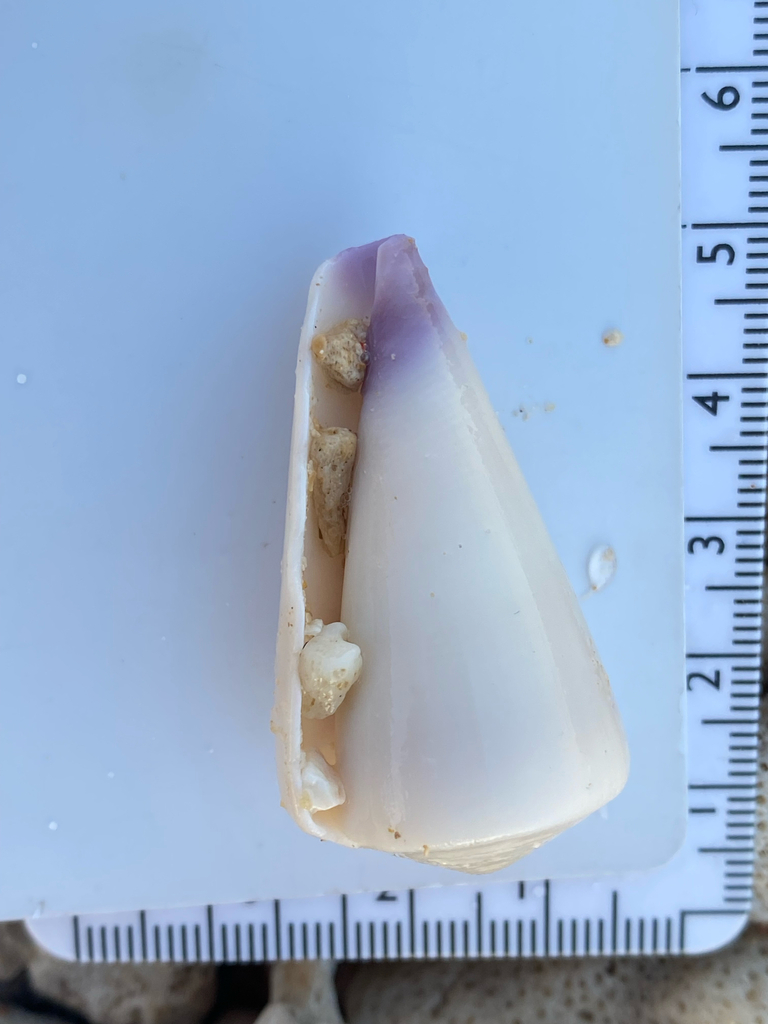 Virgin cone