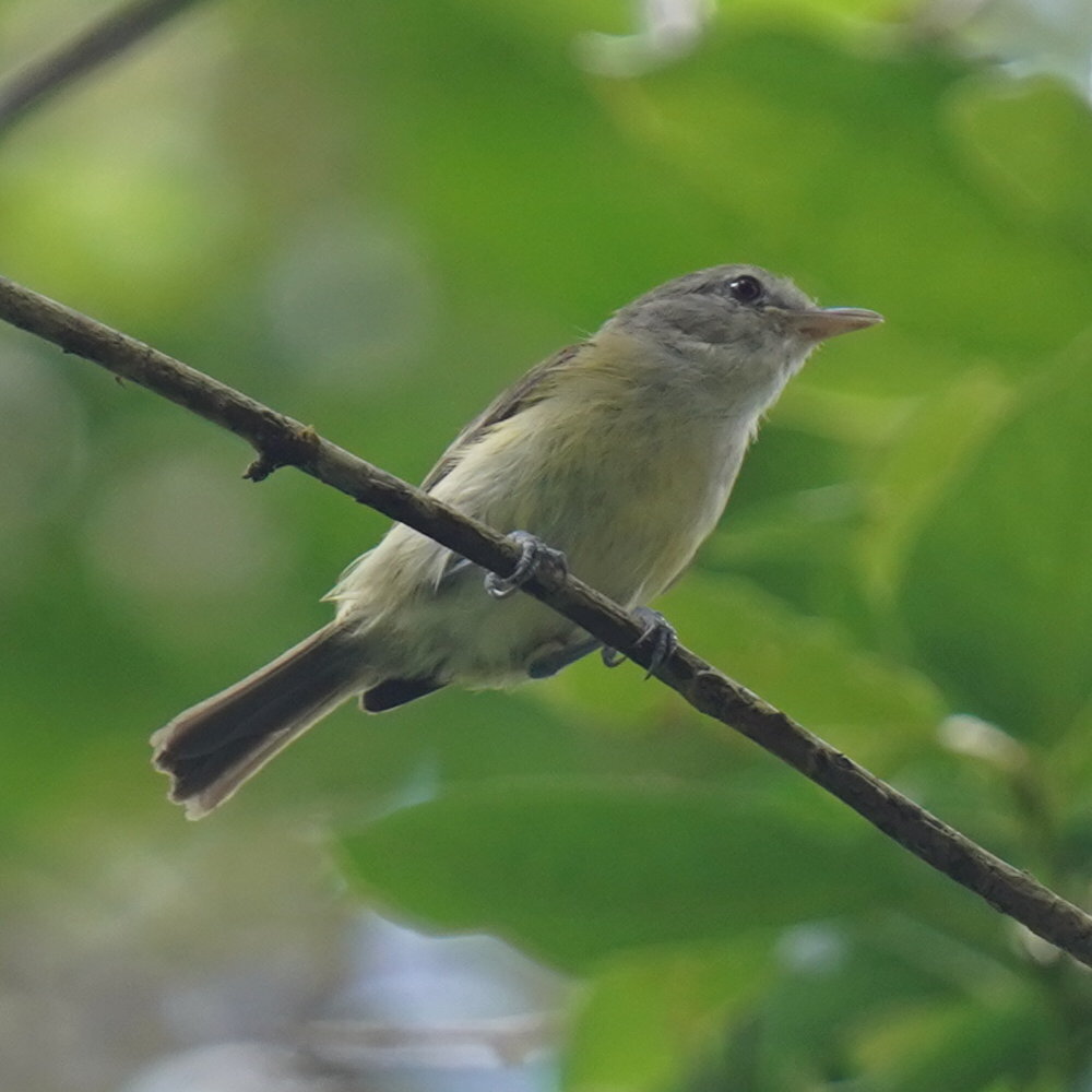 Puerto Rican Vireo (Vireo latimeri), photo 1