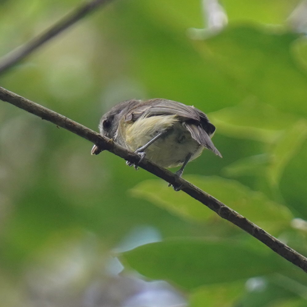 Puerto Rican Vireo (Vireo latimeri), photo 8