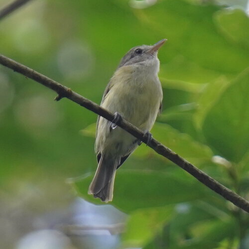 Puerto Rican Vireo (Vireo latimeri), photo 2