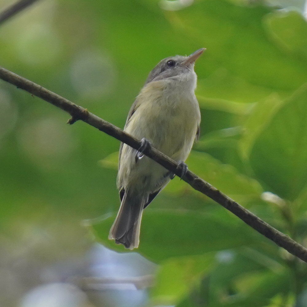 Puerto Rican Vireo (Vireo latimeri), photo 2