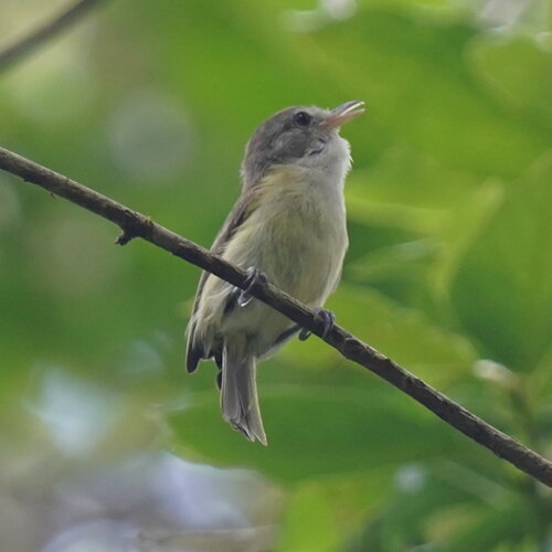 Puerto Rican Vireo (Vireo latimeri), photo 6