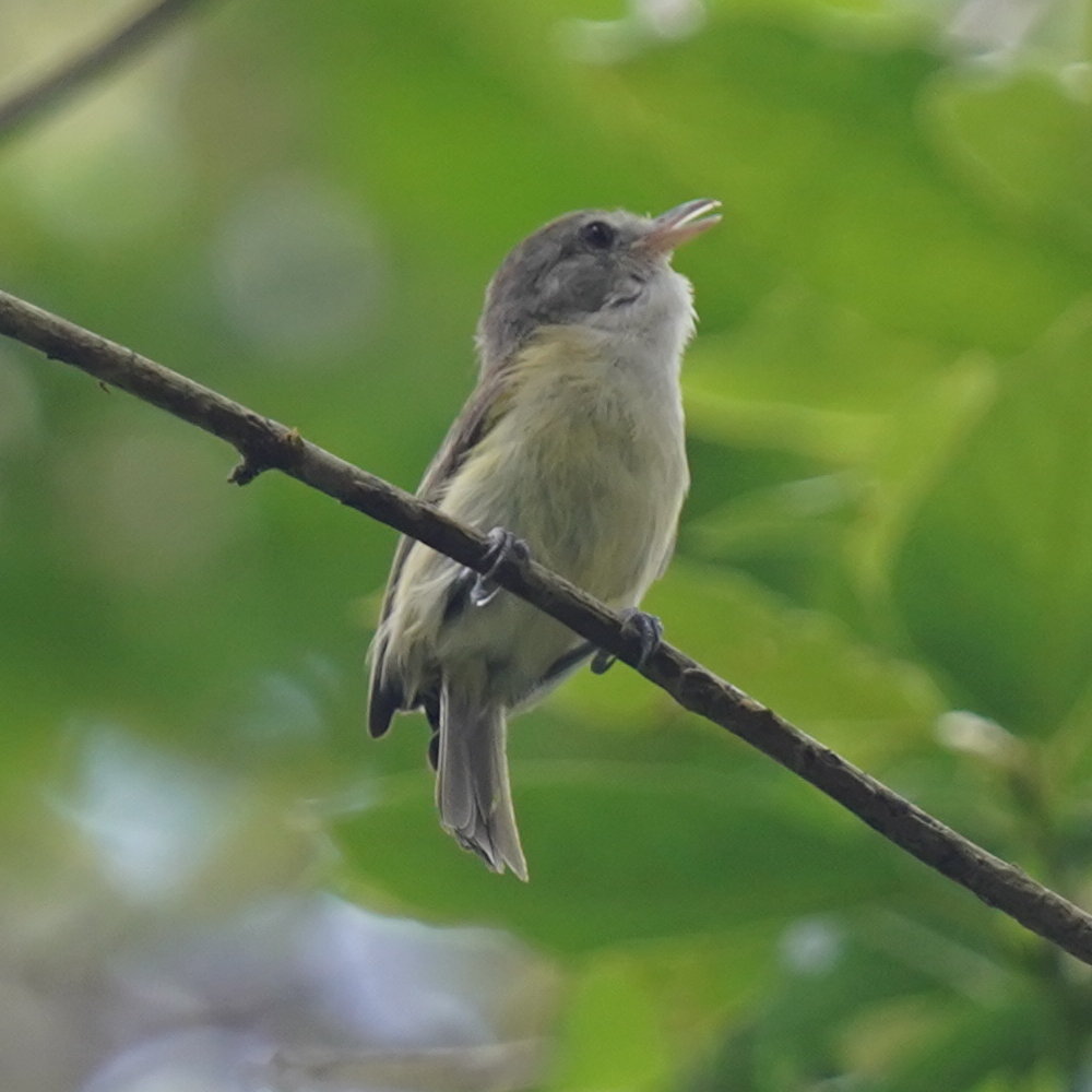 Puerto Rican Vireo (Vireo latimeri), photo 6
