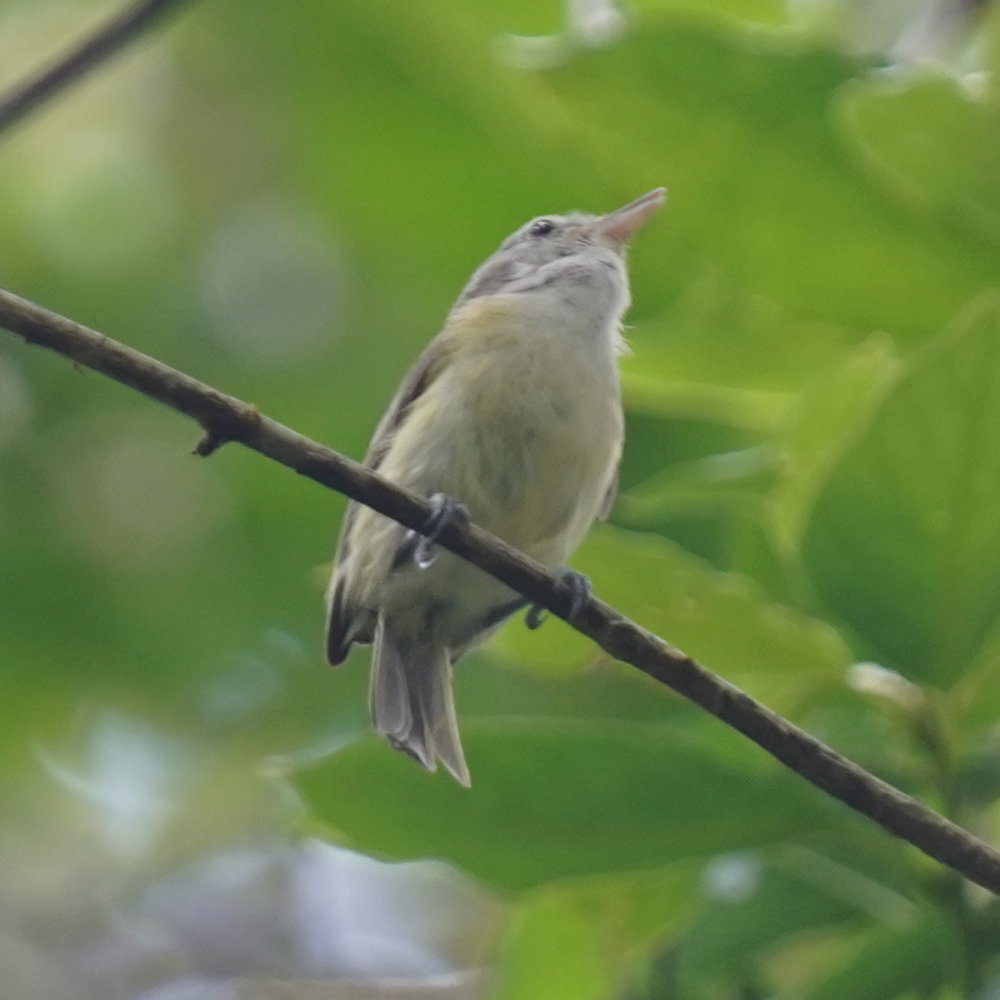Puerto Rican Vireo (Vireo latimeri), photo 7