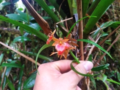 Epidendrum arevaloi