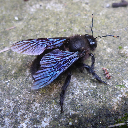 Violet Carpenter Bee, photo 9 of 10