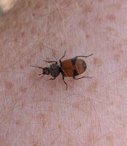Panagaeus sallei