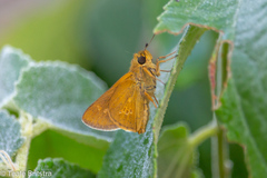 Parnara amalia