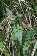 Senecio scandens, photograph (c) 許文俊, some rights reserved (CC BY-SA)