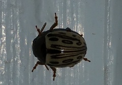 Zygogramma heterothecae