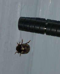 Zygogramma heterothecae