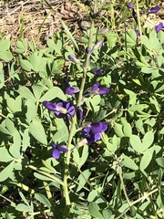 Baptisia australis aberrans