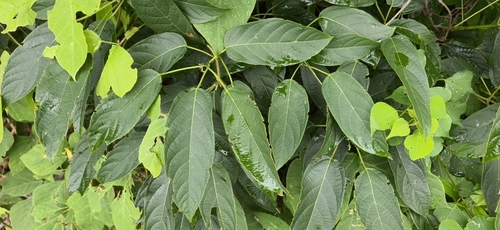 Mayflower Glorybower
