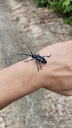 Citrus Longhorn Beetle