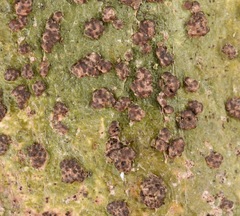 Bathelium carolinianum