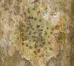 Bathelium carolinianum