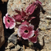 Mojave Monkeyflower - Photo (c) Stephanie Calloway, some rights reserved (CC BY-NC), uploaded by Stephanie Calloway