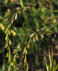 Polygala monspeliaca