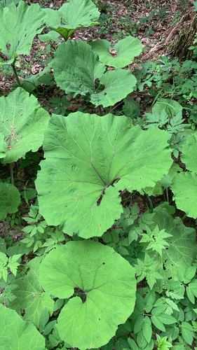 Common Butterbur