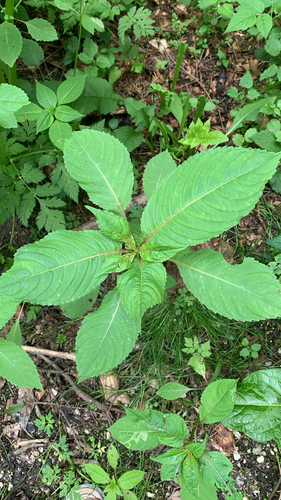 Himalayan balsam