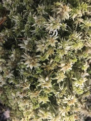 Sphagnum magellanicum