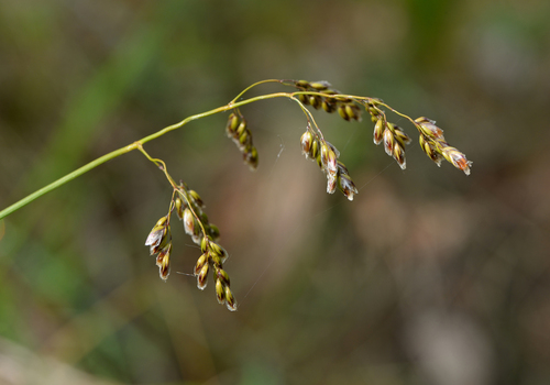 Anthoxanthum australe observed 2026-05-17