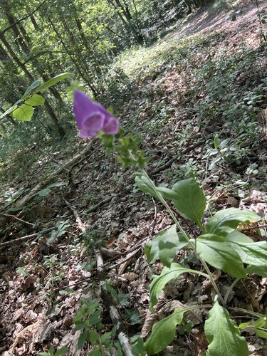 purple foxglove