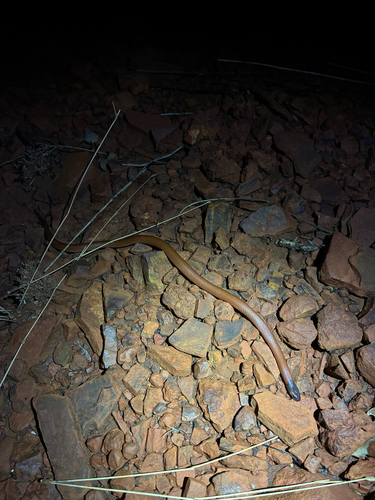 Pilbara Hooded Snake