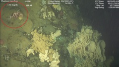 Sebastes nigrocinctus