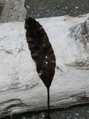 Pleurophycus gardneri