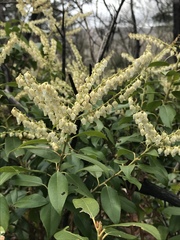 Pieris floribunda