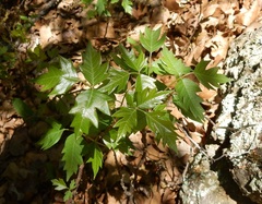 Toxicodendron radicans verrucosum