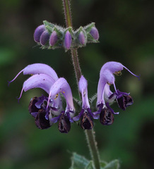 Salvia indica