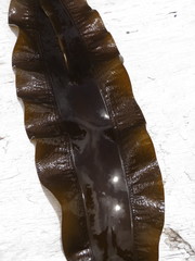 Pleurophycus gardneri