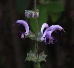 Salvia indica