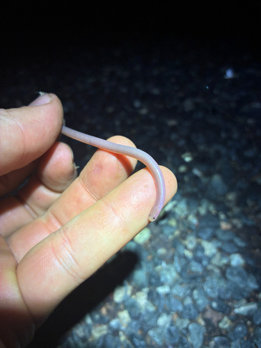 Sand-diving Blind Snake