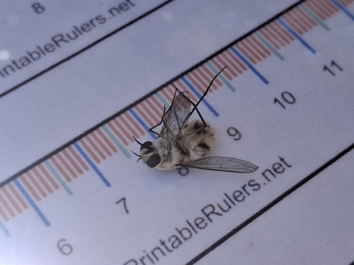iNaturalist observation photo of Heterostylum