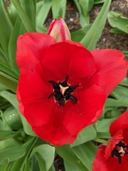 Tulipa