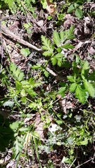 Geum vernum