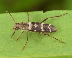Neoclytus horridus