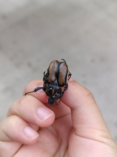 Neophaedimus auzouxi
