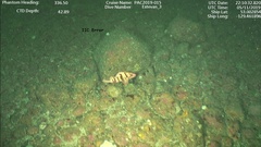 Sebastes nigrocinctus